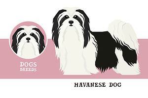 Dog breeds Havanese Dog