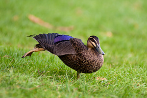 Pacific Black Duck, an Animal Photo by THP Creative