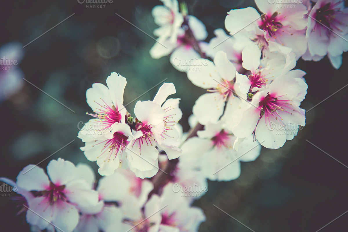 iseeyouflower FLORAL photoset, a Templates & Theme by ISEEYOUPATTERN (Photo 5 of 5)