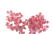 Acropora aasp 1, an Environmental 3D Model by AndrewWhite (Thumbnail 8 of 11)