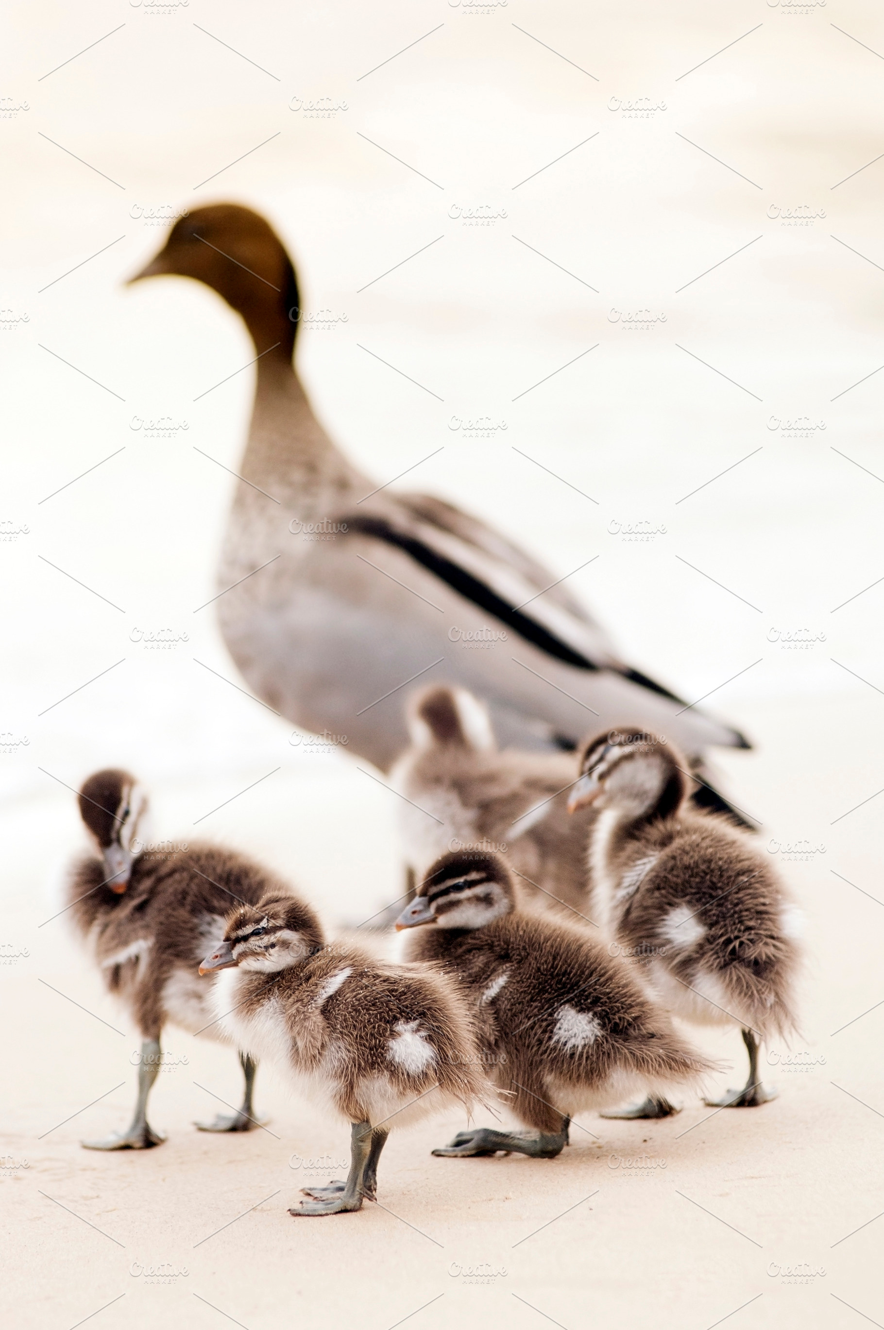 Ducklings With Mother Duck, an Animal Photo by THP Creative