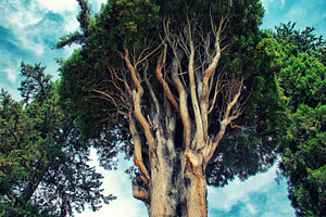 branches of an old cypress tree agai