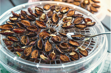 Plums dried in a dehydrator, a Food & Drink Photo by yanadjana