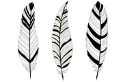 Feathers hand drawn set, a Decorative Illustration by Tierre3012 (Thumbnail 4 of 5)