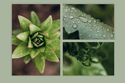 Spring macro collection, a Nature Photo by akovtun (Thumbnail 4 of 7)