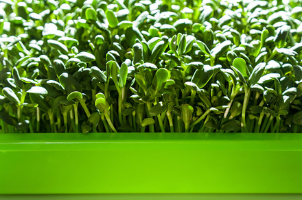 green sprouts of a young sunflower, a Food & Drink Photo by Photostock