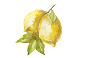 Watercolor 24 fruits set, a Food Illustration by My watercolor shop (Thumbnail 12 of 16)