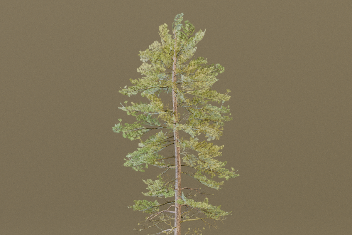 The European Pine Tree, a Plants & Tree 3D Model by FuturePastCreatives (Photo 4 of 6)
