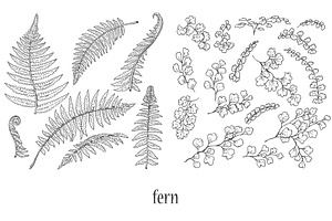 Tropical Plants Sketch