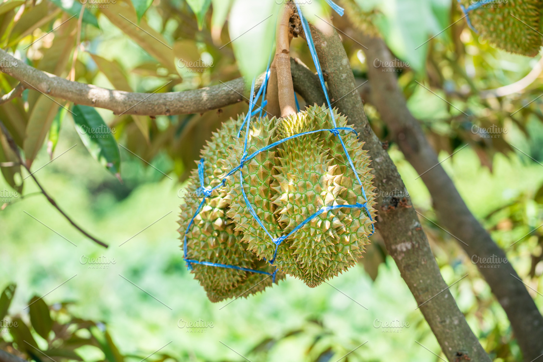 Durians on the durian tree., a Food & Drink Photo by Nednapa