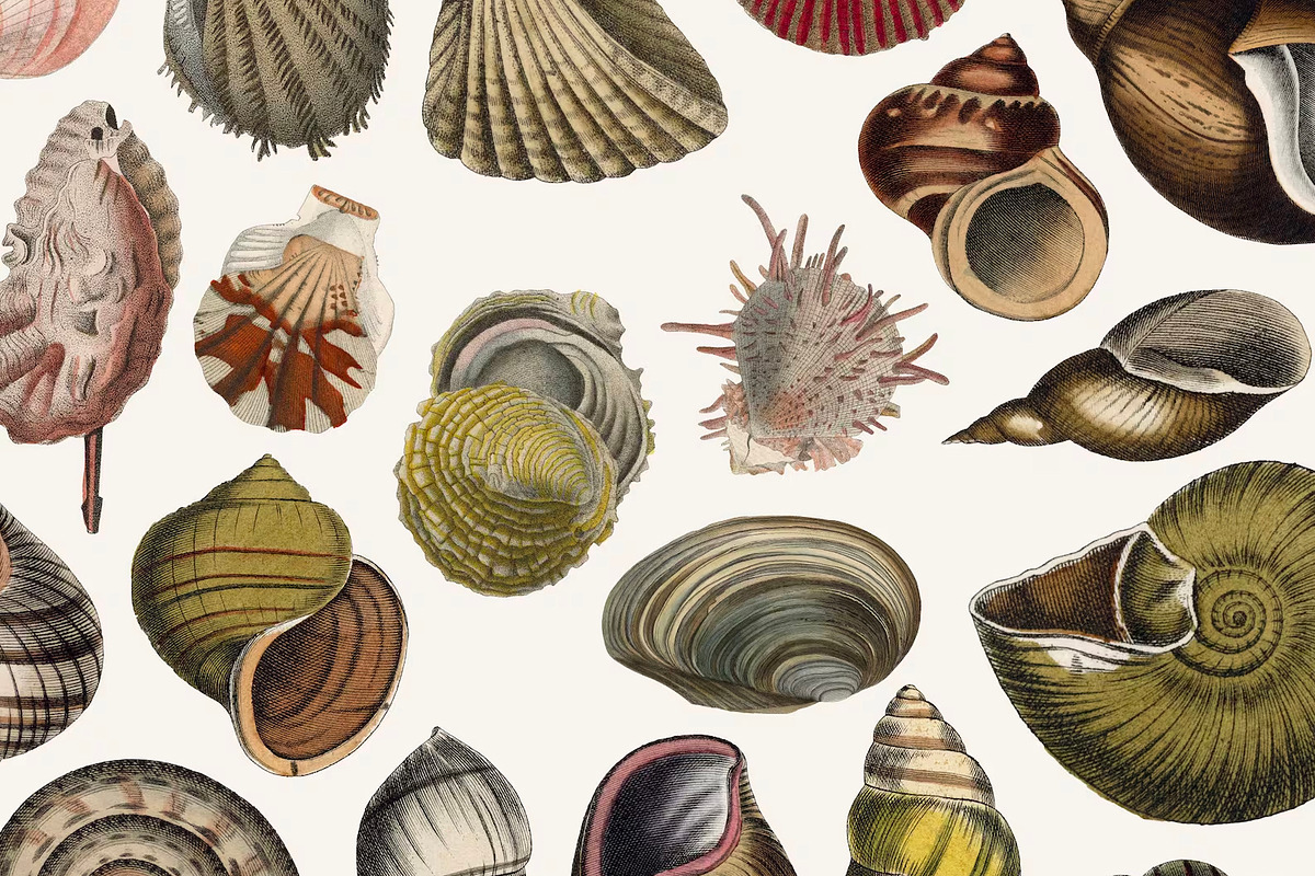 20 Vintage Shell Illustrations No.1, an Object Illustration by Century ...