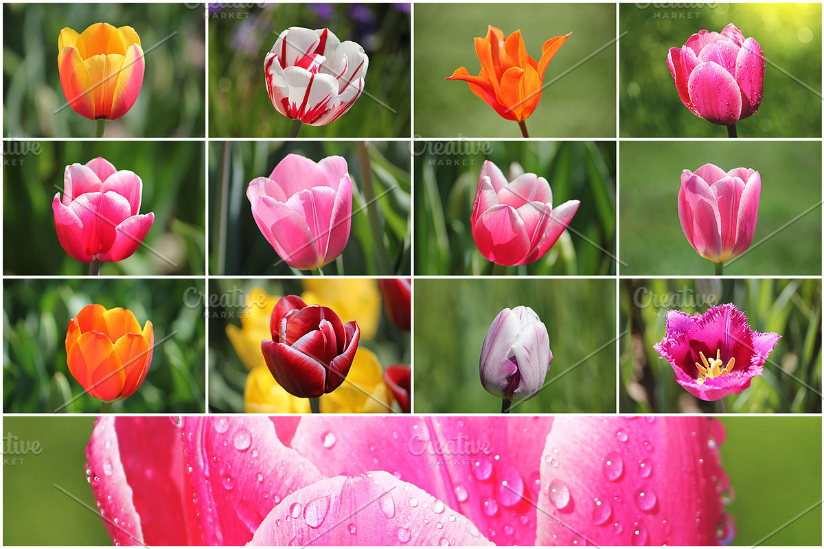 36 Spring Tulips - photo pack, a Templates & Theme by Cherry Picked Photos