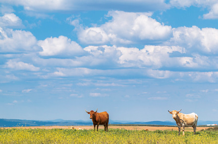 Amazing landscape of green grass wit stock photo containing village and, an Animal Photo by Aitormmshop