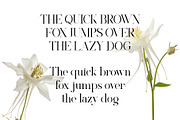 Klivora - Elegant Serif Font, a Serif Font by Idea Studio (Thumbnail 12 of 14)