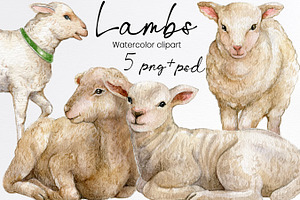 Watercolor lamb, sheep clipart