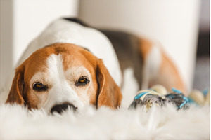 Dog day dreaming. Close-up view of, an Animal Photo by MadPhotos