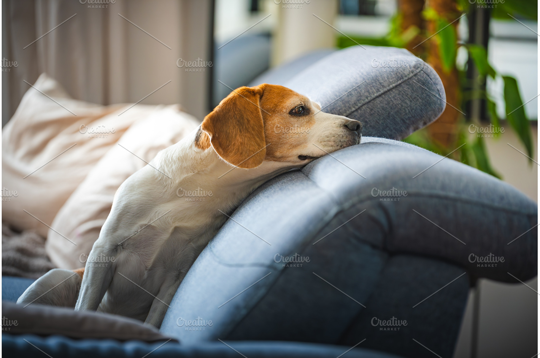 A Beagle dog is laying on a cozy, an Animal Photo by MadPhotos