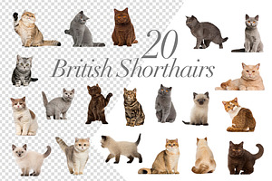 100 Cats Bundle - Cut-out Pictures