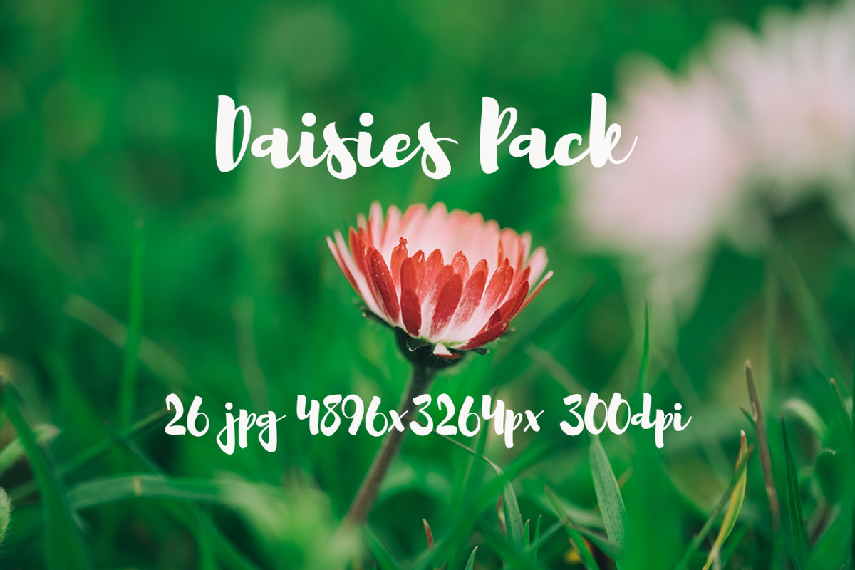 Daisies Pack, a Templates & Theme by ApertureVintage (Photo 8 of 14)