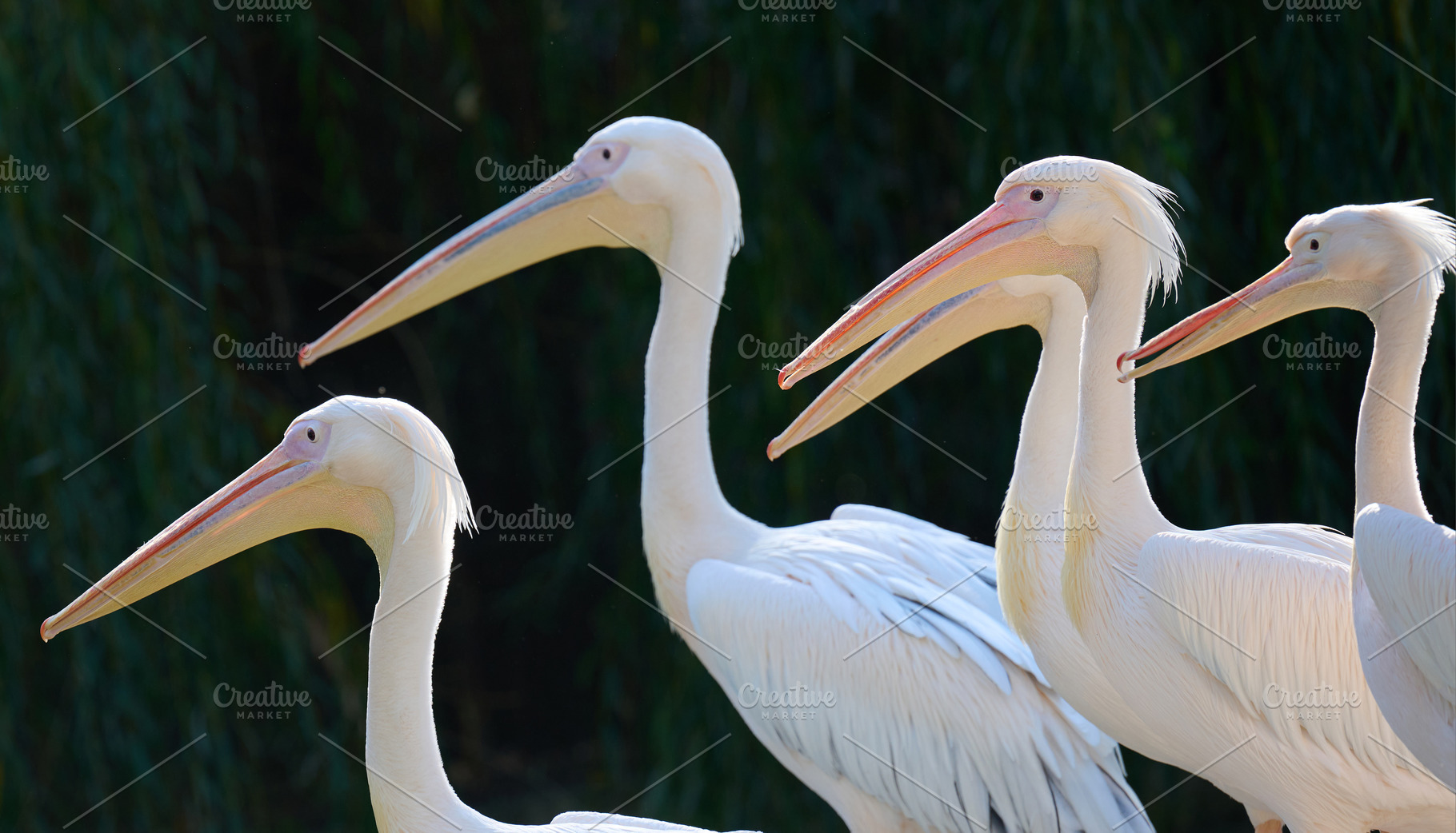 A flock of white pelicans on a pond on an autumn day, an Animal Photo by ndanko
