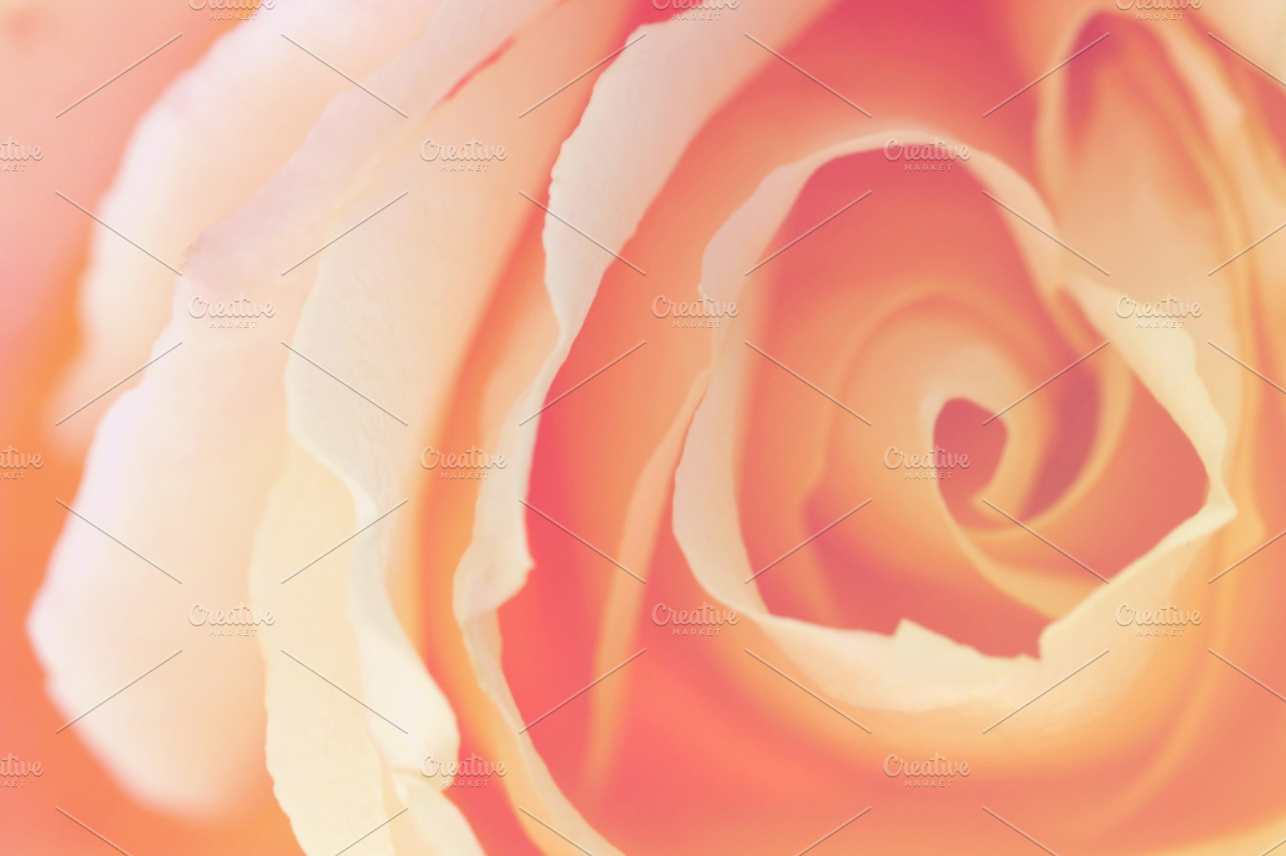 The rose stock photo containing nature and rose, a Nature Photo by Maria Dattola Photography