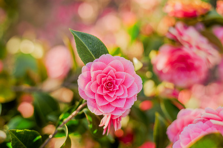 Blooming pink camellia bush, a Nature Photo by EugeniVyShop
