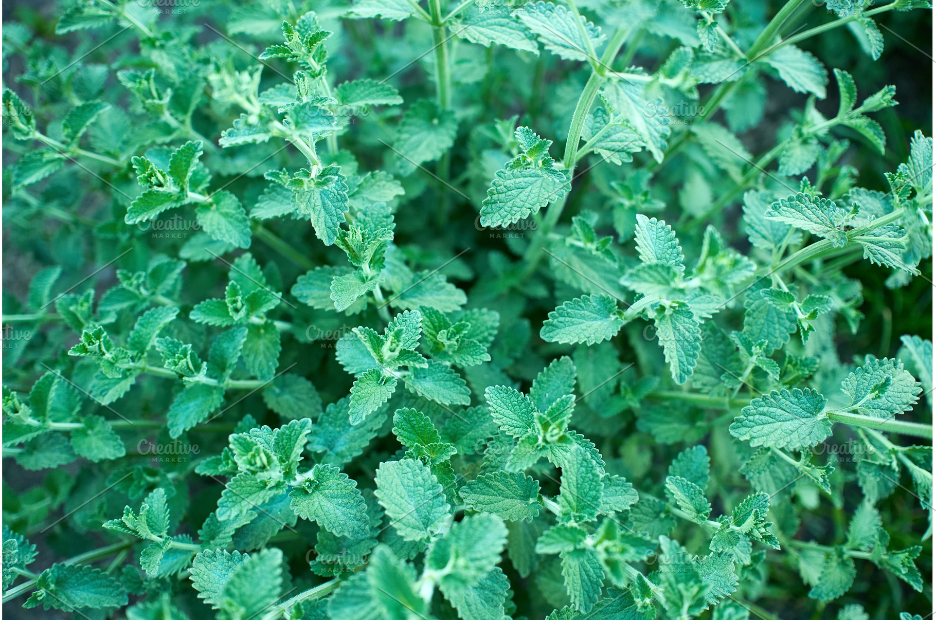 A vibrant mint plant displays its, a Nature Photo by darksoul72