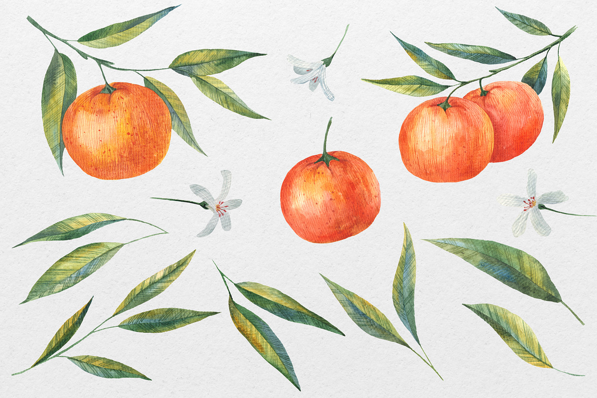 Tangerine & Orange: Hand-Drawn, a Food Illustration by the_myro (Photo 2 of 3)