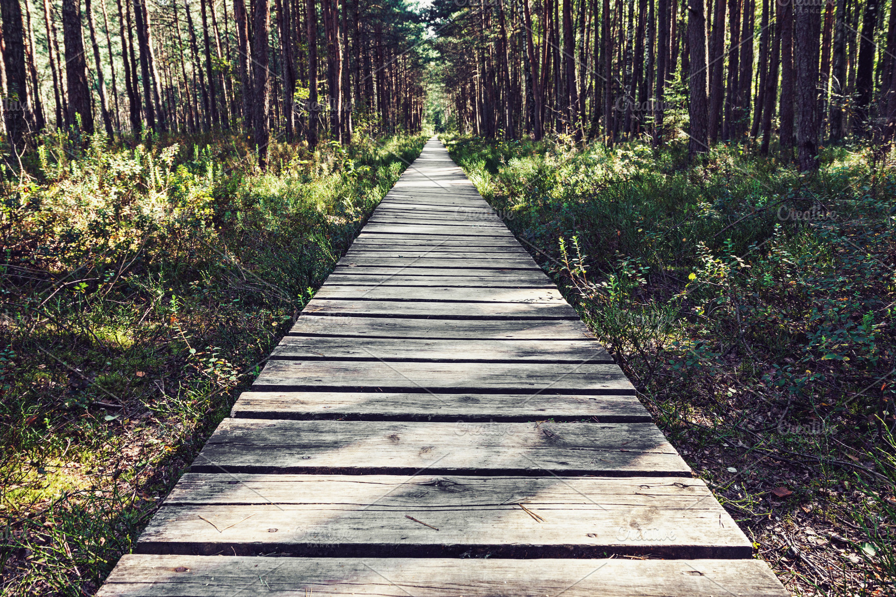 Empty wooden pathway in the woods, a Nature Photo by BOOCYS