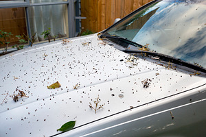 Dirty Car, a Transportation Photo by THP Creative