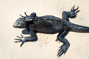 Marine iguana on the sandy shores of Isabela Island, Galapagos A, a Photo by GoodGoods