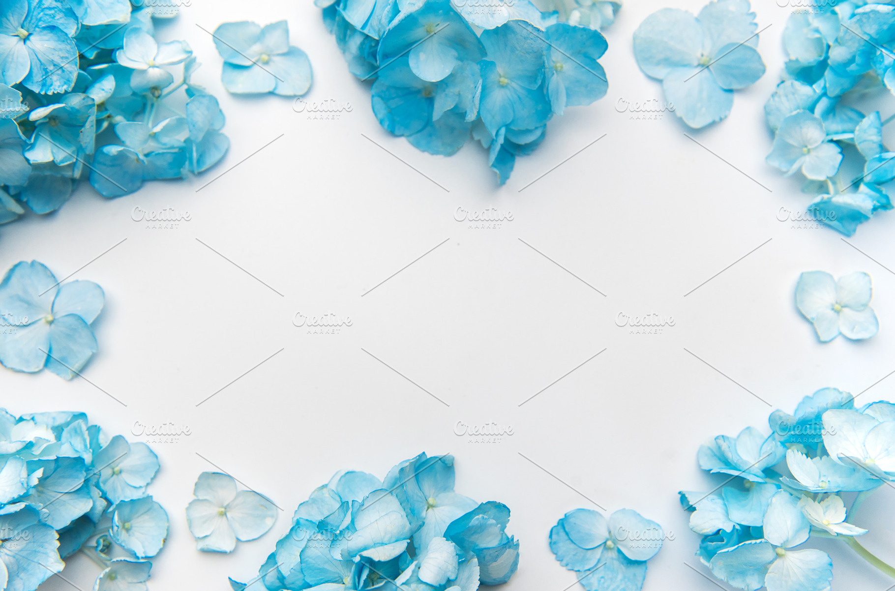 Blue hydrangeas forming floral frame on white background, a Background Photo by Olena Rudo