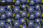 Petal Harmony, a Pattern Graphic by Twisted Tail (Thumbnail 4 of 9)