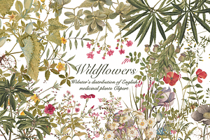 Distribution of English Plants, a Decorative Illustration by Lilithcollageart