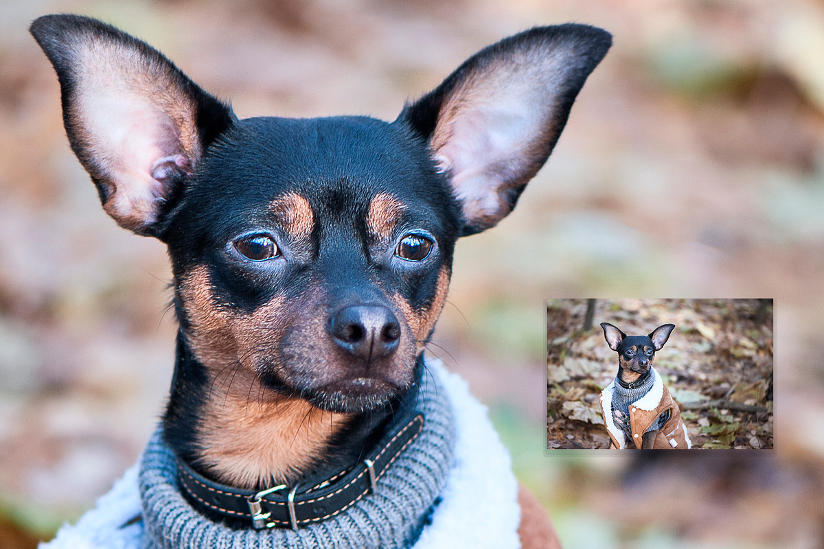 15 Dog Styled Photos, an Animal Photo by WildStrawberry Magic (Photo 8 of 11)