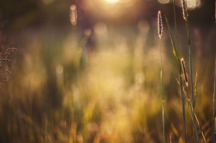 Summer background featuring abstract, autumn, and background, a Nature Photo by finwal89