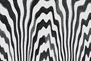 Wild Stripes, a Texture Graphic by Jennifer Lauren Creative (Thumbnail 7 of 16)