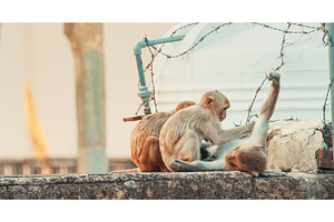 Jaipur, Rajasthan, India. Three, an Animal Photo by Our Amazing World