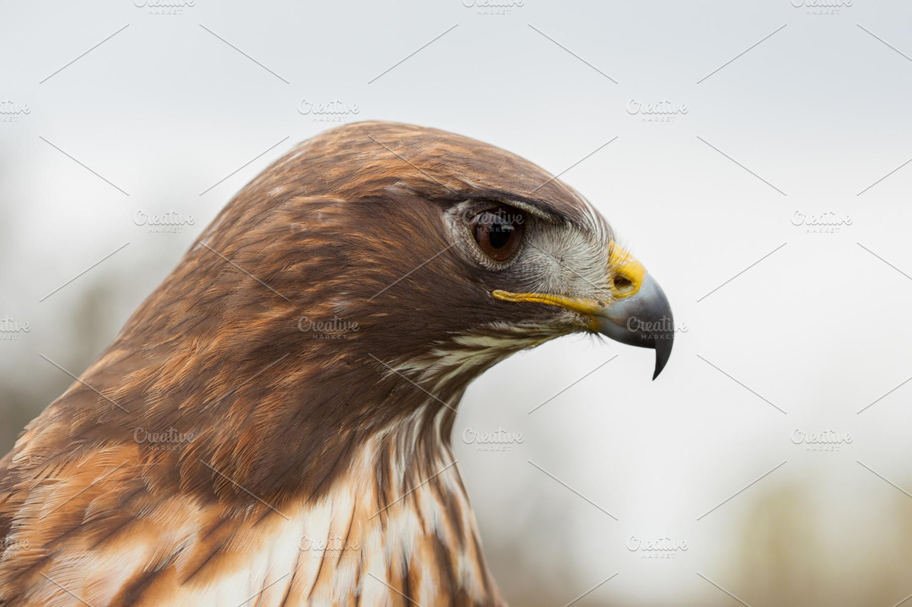 Red tailed hawk closeup portrait, an Animal Photo by Ernesto Solla