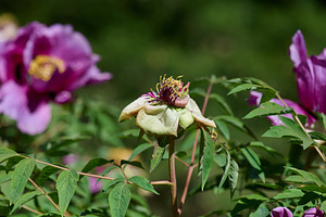 Peony stem with faded bud and green leaves on a summer day, a Nature Photo by ndanko