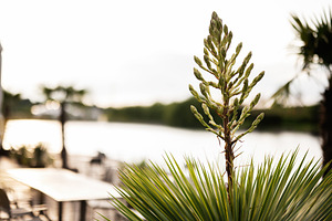 Close-up view of plant foliage with a lake background during sunset, a Photo by AS photostudio