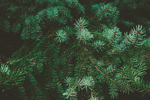 Christmas background.