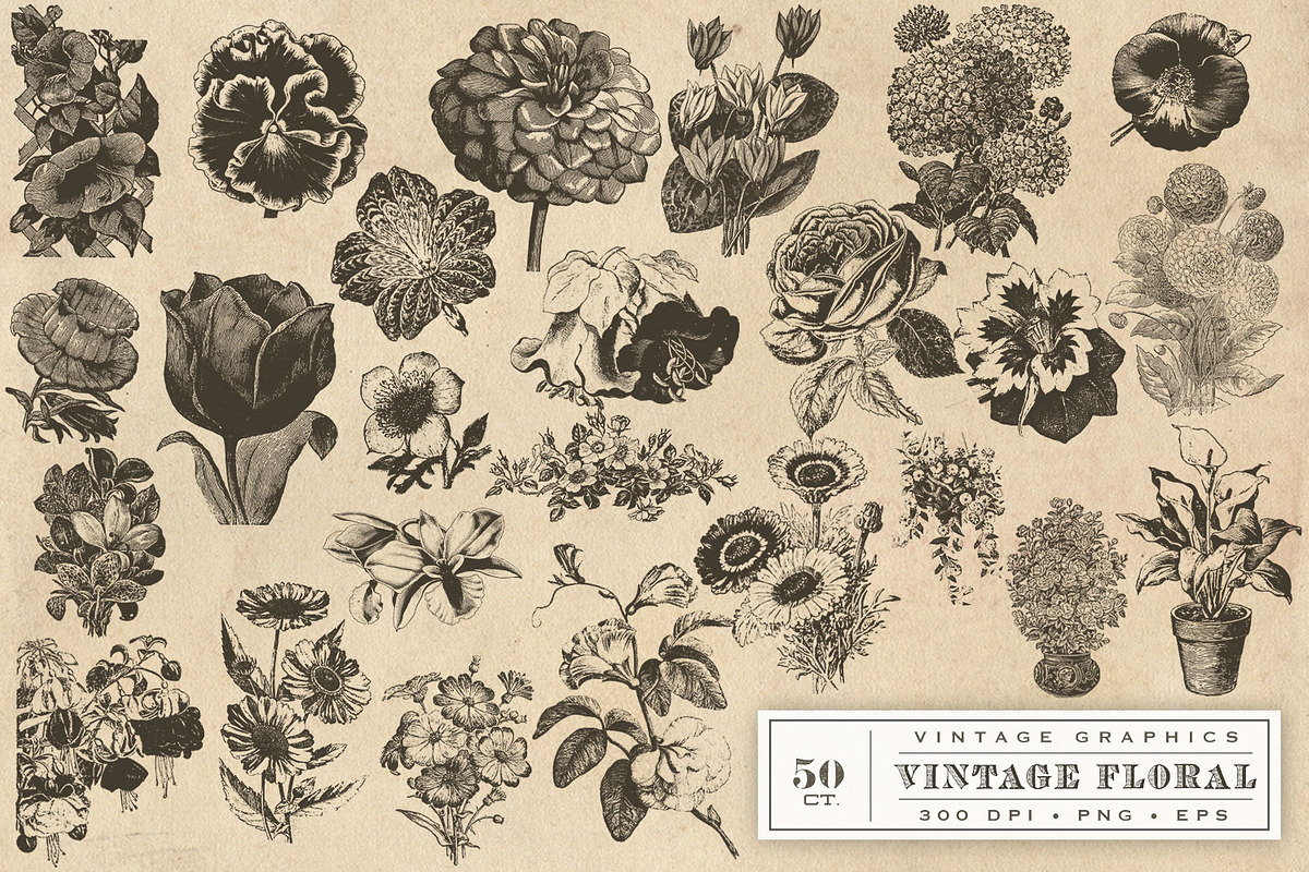 Vintage Flower Vector Graphics, an Illustration by Eclectic Anthology (Photo 3 of 4)