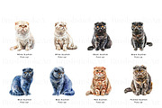 Scottish Fold Cat Clipart, Cat Breed, an Animal Illustration by BrushstrokeArtGB (Thumbnail 4 of 9)