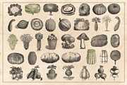 150 Vintage Vegetables (Vector), a Food Illustration by Brigantine Designs (Thumbnail 5 of 7)