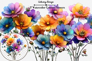 Watercolor Cosmos Flowers clipart, an Illustration by GatewayDesign