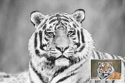Pencil Drawings Effect Photoshop, a Layer Style Add-On by Hubzway (Thumbnail 5 of 7)