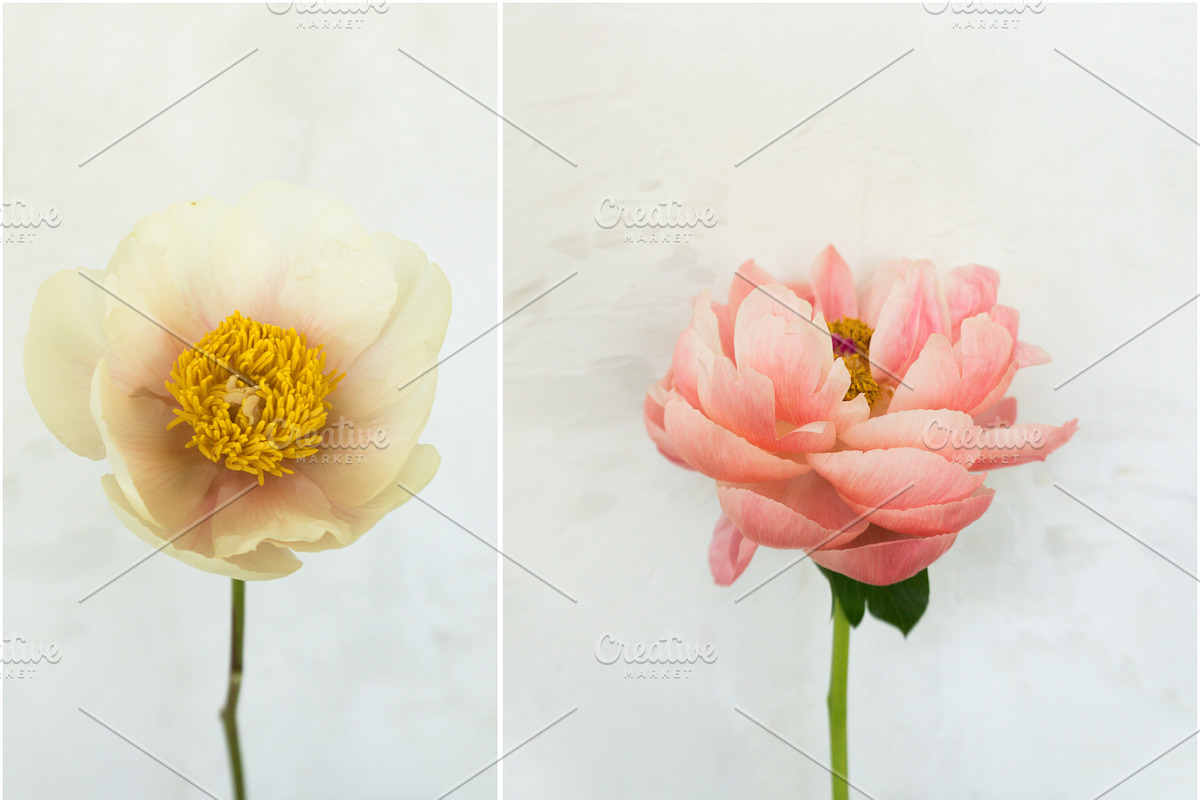 Wedding Mockup Styled Stock Bundle, a Print Template by LaPorte Images (Photo 11 of 12)