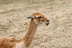 Andean Vicuña in the Foreground Agai, an Animal Photo by Perpis