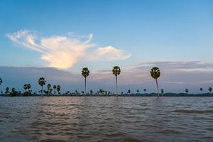 Borassus palms at sunset on Lake Tempe, Sulawesi, Indonesia, a Nature Photo by GoodGoods